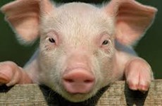 Kinas svinepest er en joker for svineprisen