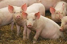 Opdatering på grisemarked