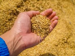 Temadag: Sådan får du mest muligt for dit korn