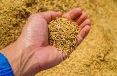 Agrocura webinar: Årets vigtigste handler for køb af korn