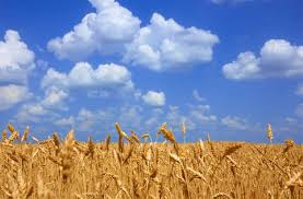 Hvad bliver effekten på olieprisen efter weekendens droneangreb?