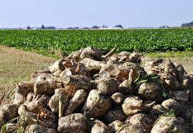 Mystik ved Sesvanderhaves julemøde: Og den hemmelige gæst er