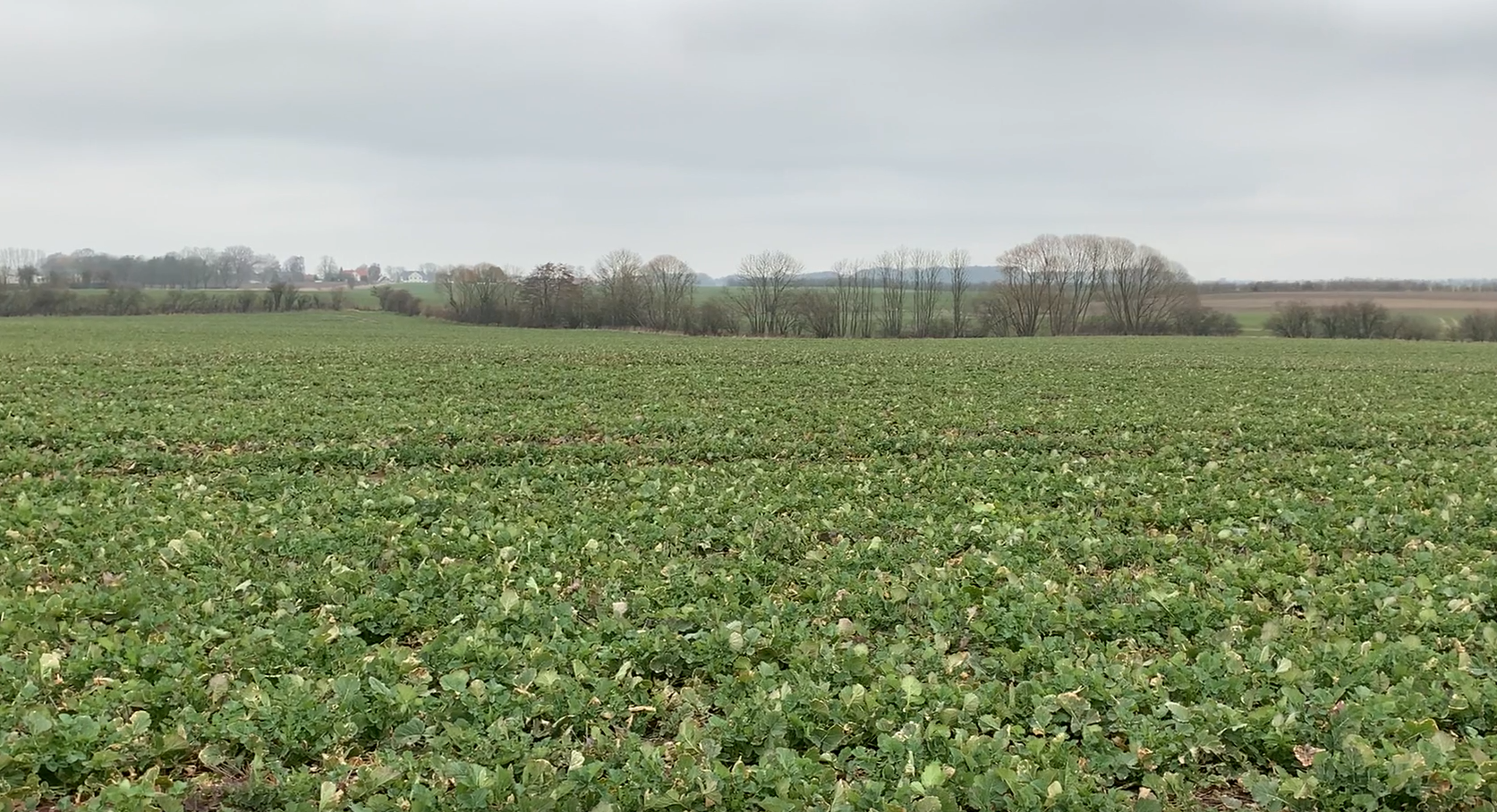 Er du ligesom os helt vild med raps? Så er der godt nyt.