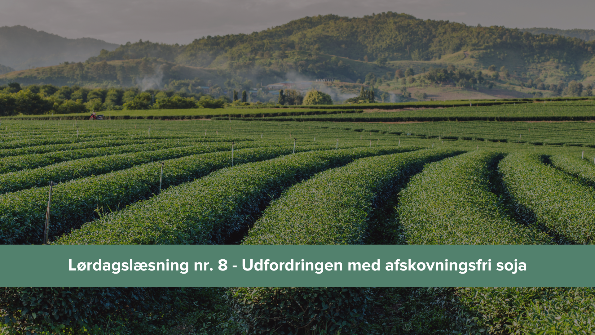lørdagslæsning 8 - udfordringerne med afskovningsfri soja