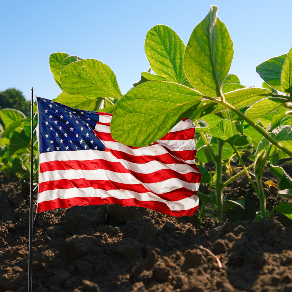 Lørdagslæsning nr. 12: God start for de amerikanske sojabønner