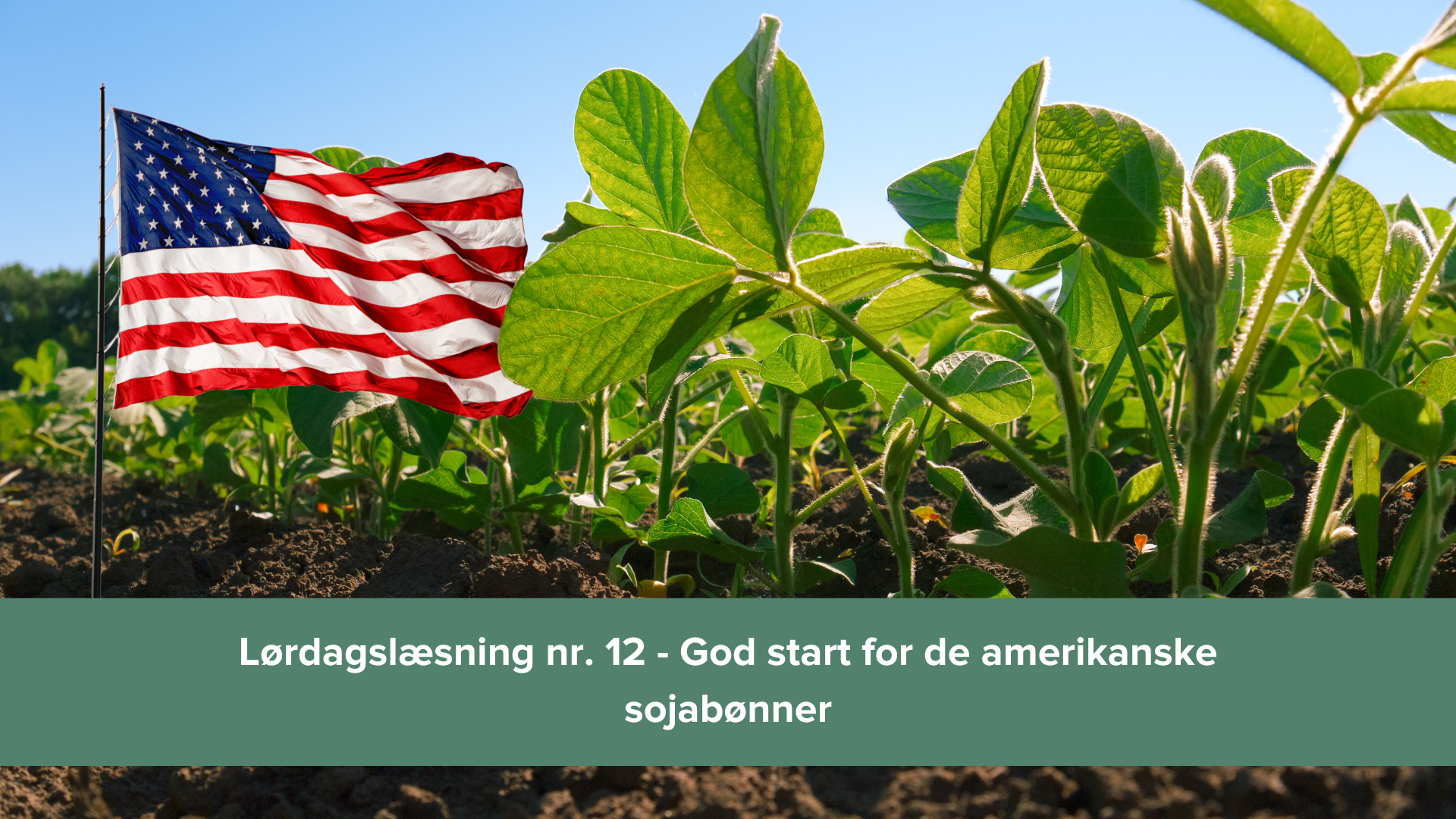 Lørdagslæsning 12 God start for de amerikanske sojabønner