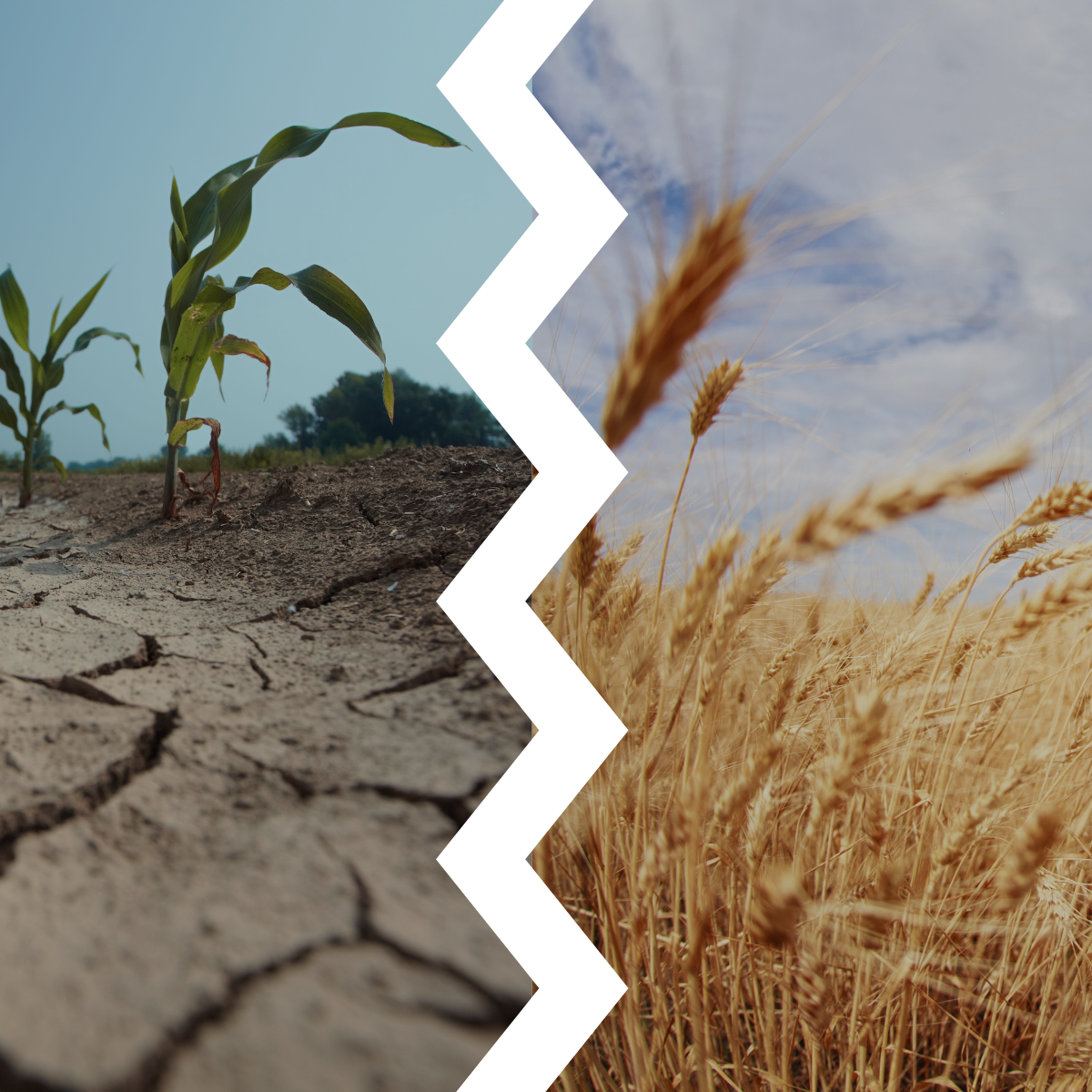 Lørdagslæsning nr. 14: Vejrets afgørende betydning for produktionen i Australien