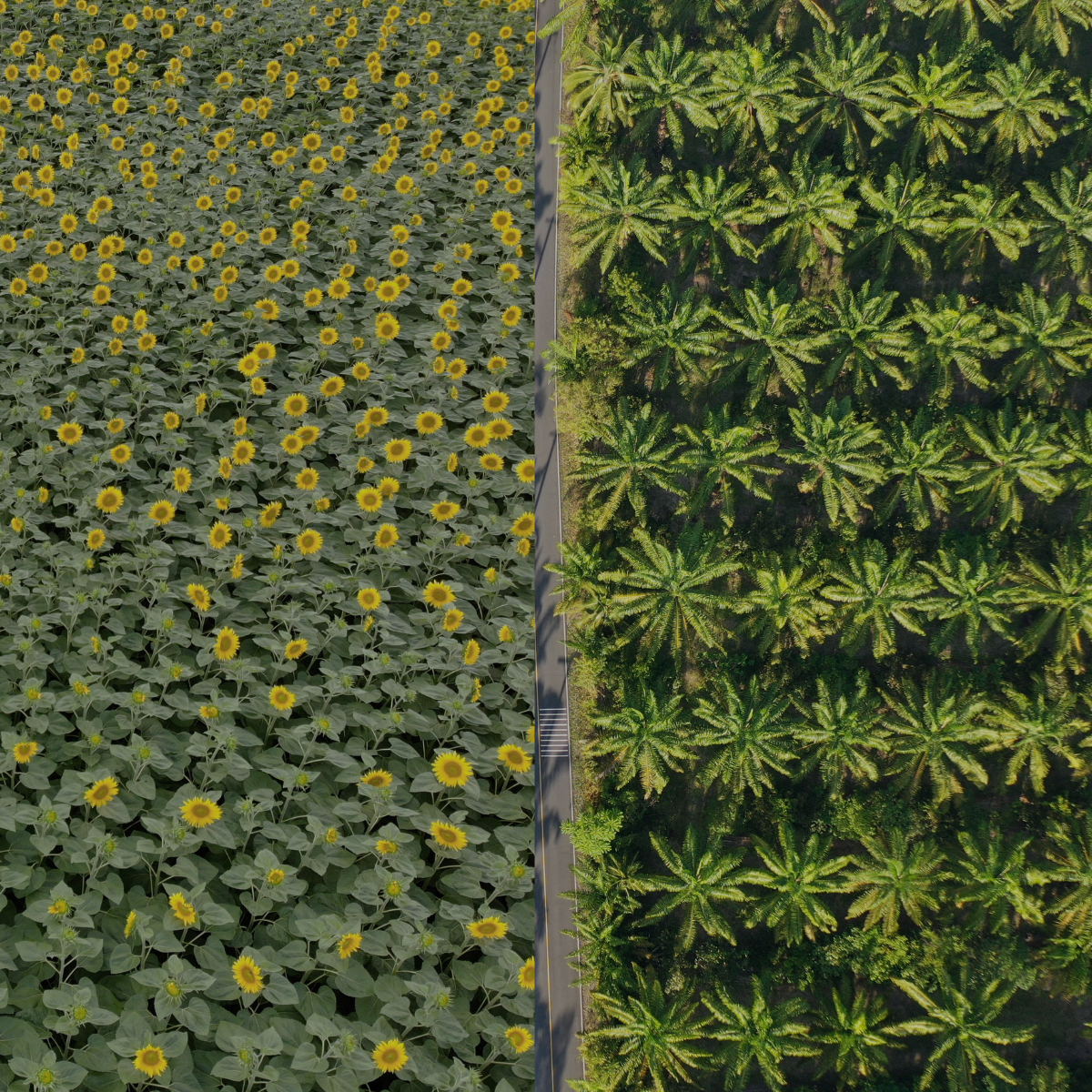 Lørdagslæsning nr. 18: Palme- og solsikkeolie stiger ufortrødent